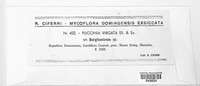 Puccinia virgata image